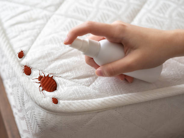 Best Emergency Pest Control  in Redwater, TX